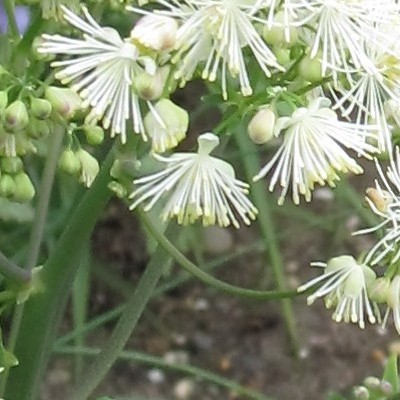 Chinese ruit - Thalictrum delavayi 'Album'