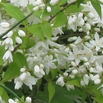 Bruidsbloem - Deutzia gracilis