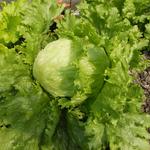 Lactuca sativa var. capitata - IJsbergsla of ijssla