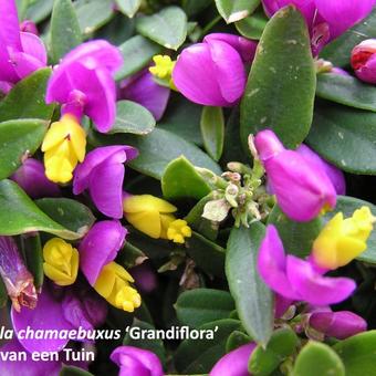 Polygala chamaebuxus 'Grandiflora'