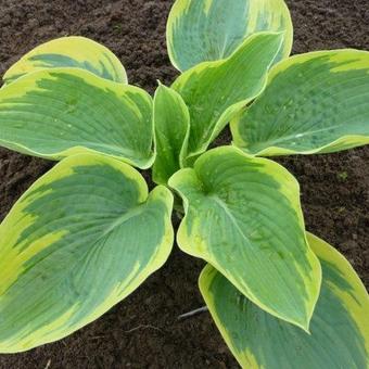 Hosta 'Goldbrook Glory'