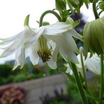 Aquilegia vulgaris 'White Barlow'