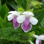 Bijenblad, Bastaardmelisse - Melittis melissophyllum 'Royal Velvet Distinction'