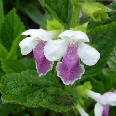 Melittis melissophyllum 'Royal Velvet Distinction' - Bijenblad, Bastaardmelisse