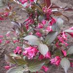 Weigela florida 'Alexandra' - Weigelia