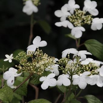 Viburnum plicatum 'Watanabe'