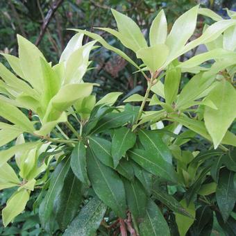 Pieris japonica 'Mountain Fire'