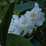 Rhododendron  'Mme Masson' - Rododendron