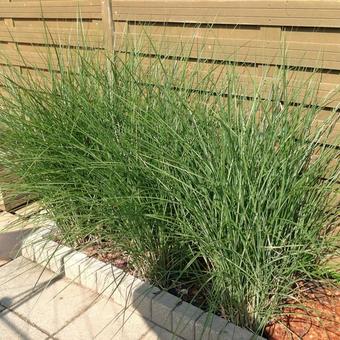 Miscanthus sinensis 'Gracillimus'