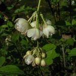 Staphylea pinnata - Geveerde pimpernoot, paternosterbollekesboom