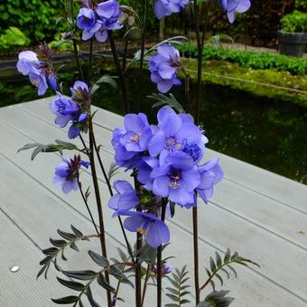 Polemonium yezoense var. hidakanum 'Bressingham Purple'