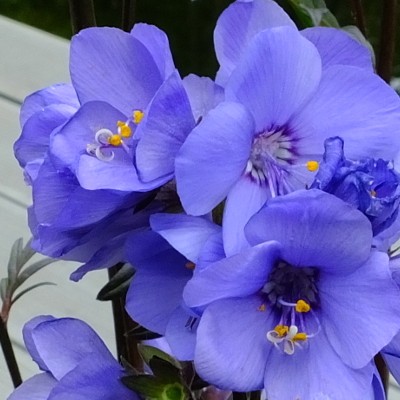 Jacobsladder - Polemonium yezoense var. hidakanum 'Bressingham Purple'