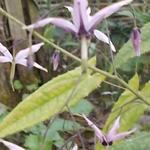 Epimedium fargesii 'Pink Constellation' - Elfenbloem