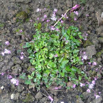 Thalictrum kiusianum