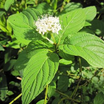 Cornus sericea 'Flaviramea'