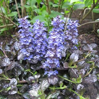 Ajuga reptans 'Braunherz'