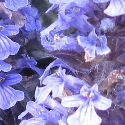 Kruipend zenegroen, zennegroen - Ajuga reptans 'Braunherz'