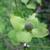 Cornus kousa 'China Girl