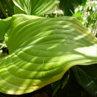 Hosta 'Lakeside Cha Cha'