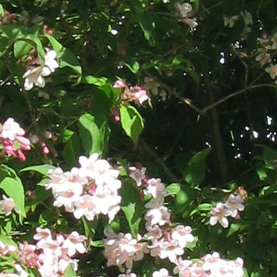 Koninginnestruik, Koninginnenstruik, - Kolkwitzia amabilis 'Pink Cloud'