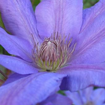 Clematis 'Lawsoniana'