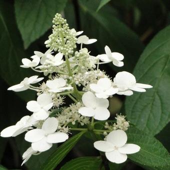 Hydrangea paniculata 'Grandiflora'