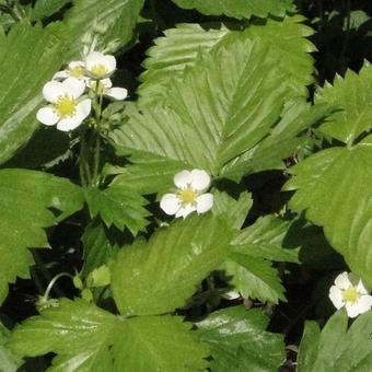 Fragaria vesca