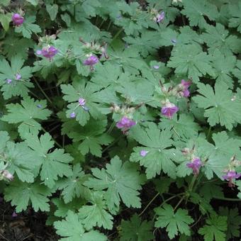 Geranium macrorrhizum