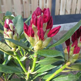 Rhododendron 'Halfdan Lem'