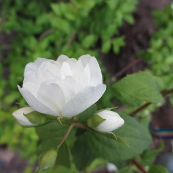 Philadelphus 'Manteau d'Hermine'