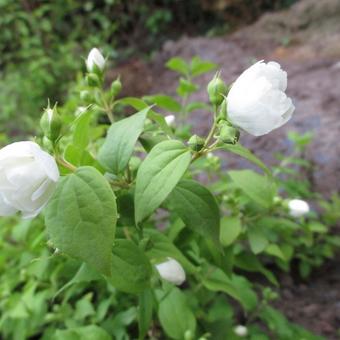 Philadelphus 'Manteau d'Hermine'