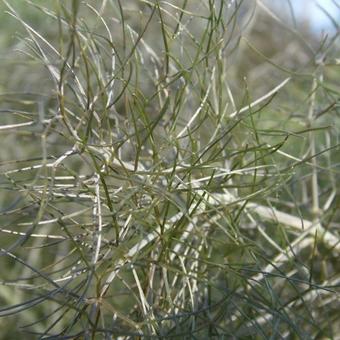 Foeniculum 'Giant Bronze'