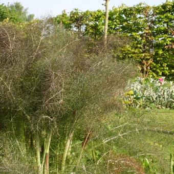 Foeniculum 'Giant Bronze'