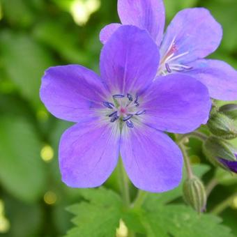 Geranium sylvaticum 'Mayflower'