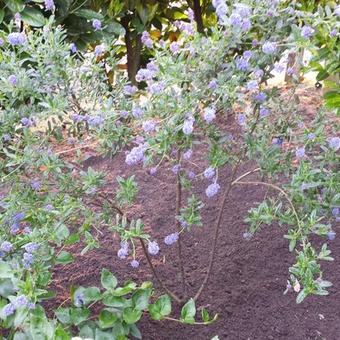 Ceanothus 'Concha'