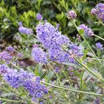 Amerikaanse sering - Ceanothus 'Concha'