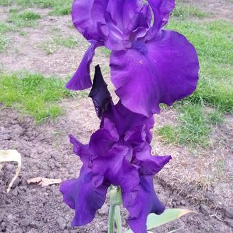 Iris germanica  'Black Knight'