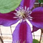 Clematis 'Mrs. N. Thompson' - Bosrank