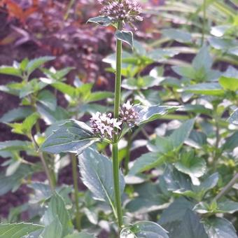 Mentha x piperita f. citrata 'Eau de Cologne'