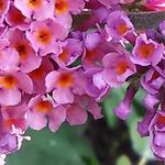 Buddleja x weyeriana 'Bicolor' - Vlinderstruik