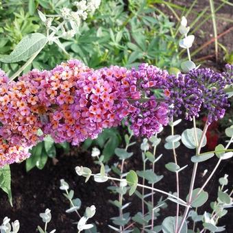 Buddleja x weyeriana 'Bicolor'