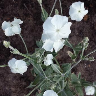 Lychnis coronaria 'Alba'