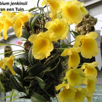 Dendrobium jenkinsii