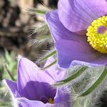 Pulsatilla halleri 'Budapest Seedling' - Wildemanskruid