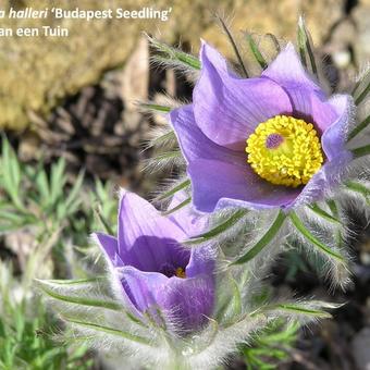 Pulsatilla halleri 'Budapest Seedling'