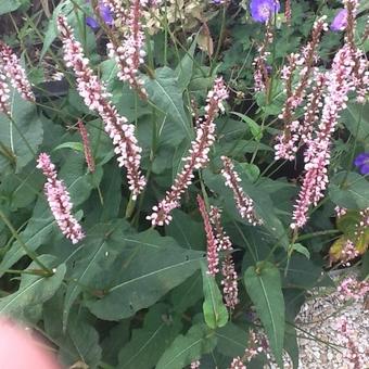 Persicaria amplexicaulis 'High Society'