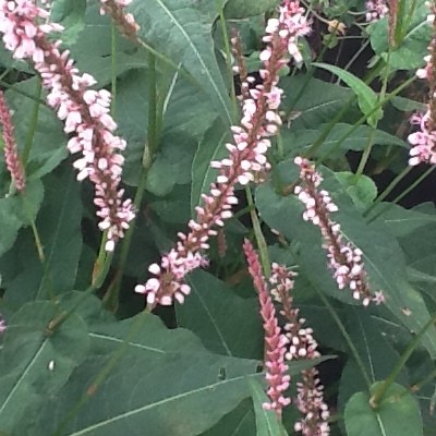 Duizendknoop - Persicaria amplexicaulis 'High Society'