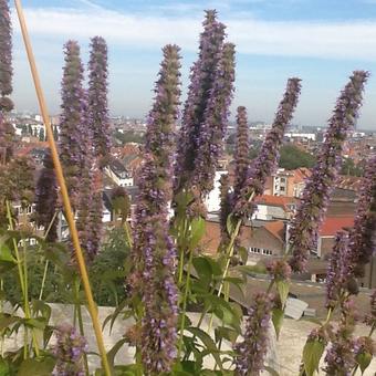 Agastache 'Blue Fortune'