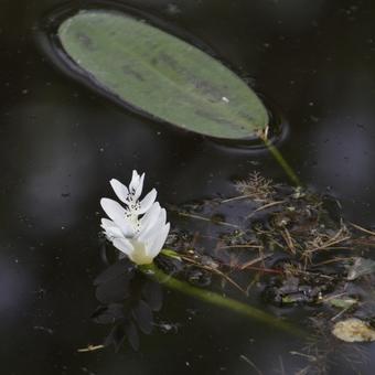 Aponogeton distachyos