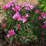 Rhododendron ponticum 'Graziella' - Pontische rododendron